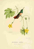 Bevalet L Oiseau Mouches 1874 Hellopaedica Xanthusi A4 Photo Print