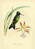 Bevalet L Oiseau Mouches 1874 Iolaema Schreibersi A4 Photo Print