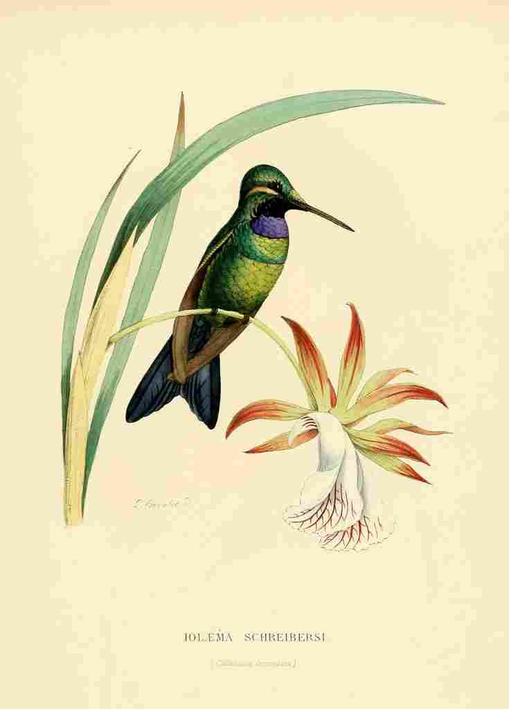Bevalet L Oiseau Mouches 1874 Iolaema Schreibersi A4 Photo Print