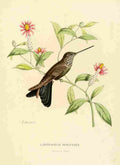 Bevalet L Oiseau Mouches 1874 Lampropygia Boliviana A4 Photo Print
