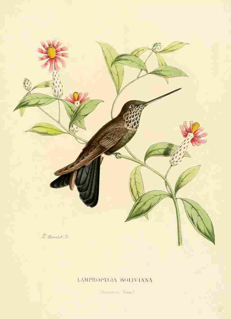Bevalet L Oiseau Mouches 1874 Lampropygia Boliviana A4 Photo Print