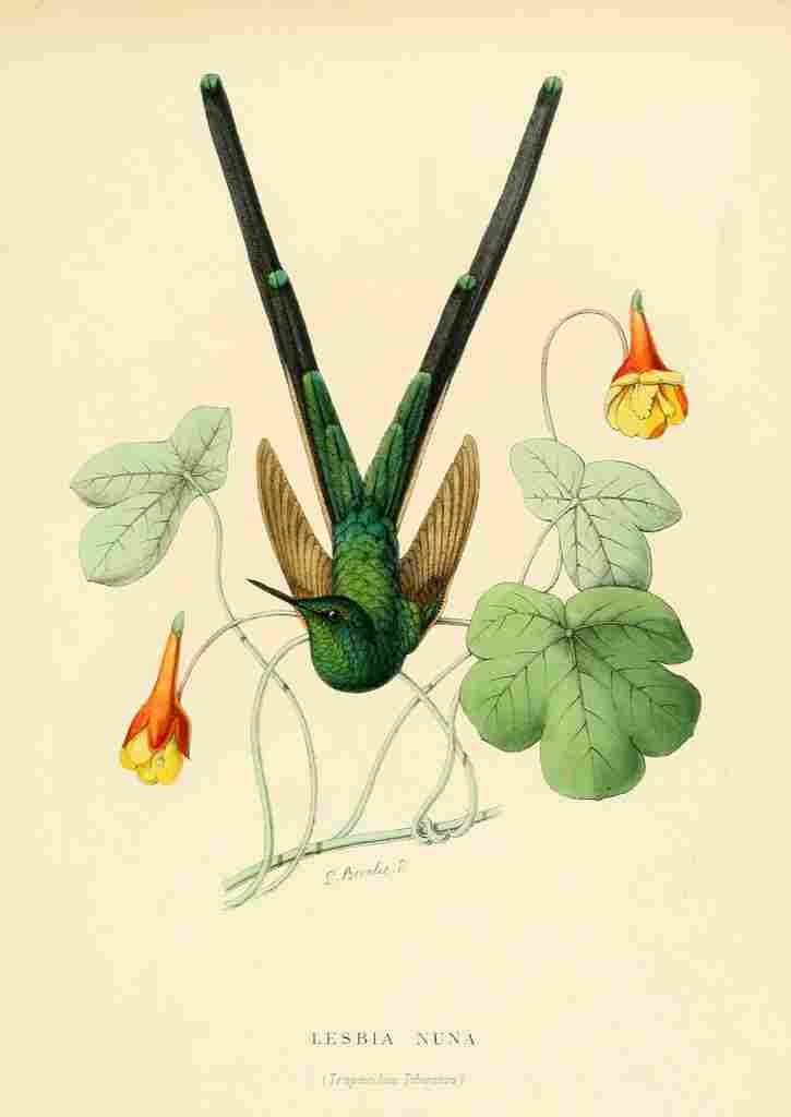 Bevalet L Oiseau Mouches 1874 Lesbia Nuna A4 Photo Print