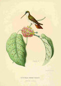 Bevalet L Oiseau Mouches 1874 Leucolia Viridi frons A4 Photo Print