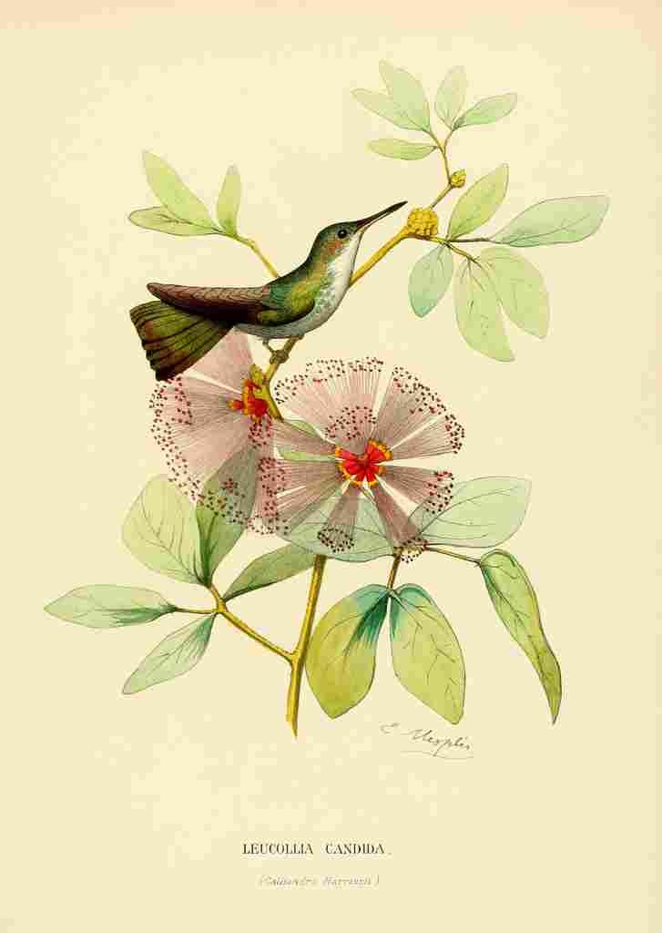 Bevalet L Oiseau Mouches 1874 Leucollia Candia A4 Photo Print