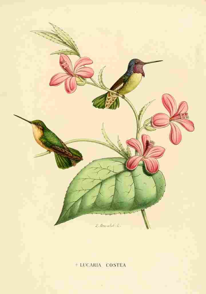 Bevalet L Oiseau Mouches 1874 Lucaria Costea A4 Photo Print
