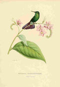 Bevalet L Oiseau Mouches 1874 Metallura Smaragdinicollis A4 Photo Print