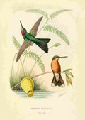Bevalet L Oiseau Mouches 1874 Oreopyra Calolaema A4 Photo Print