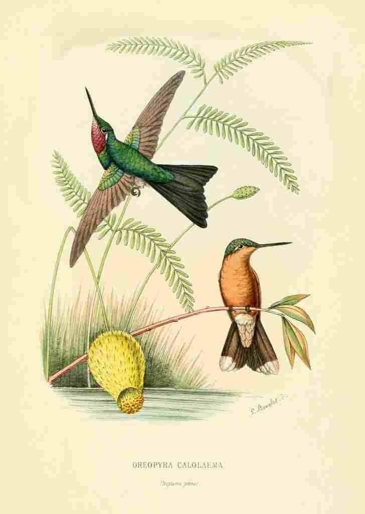 Bevalet L Oiseau Mouches 1874 Oreopyra Calolaema A4 Photo Print