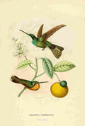 Bevalet L Oiseau Mouches 1874 Oreopyra Cinereicauda A4 Photo Print
