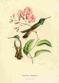Bevalet L Oiseau Mouches 1874 Oreopyra Hemileuca A4 Photo Print