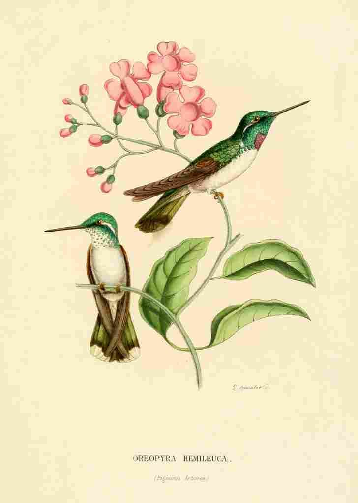 Bevalet L Oiseau Mouches 1874 Oreopyra Hemileuca A4 Photo Print