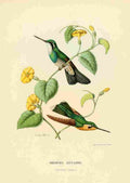 Bevalet L Oiseau Mouches 1874 Oreopyra Leucaspis A4 Photo Print