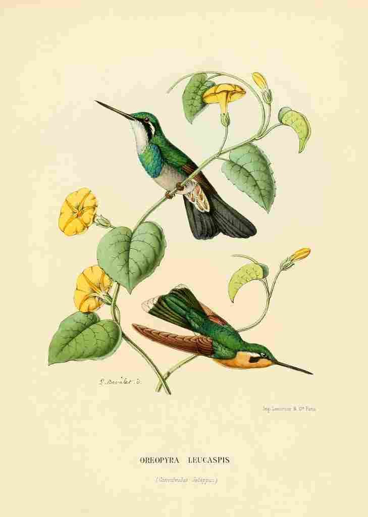 Bevalet L Oiseau Mouches 1874 Oreopyra Leucaspis A4 Photo Print
