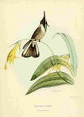 Bevalet L Oiseau Mouches 1874 Oxypogon Guerini A4 Photo Print