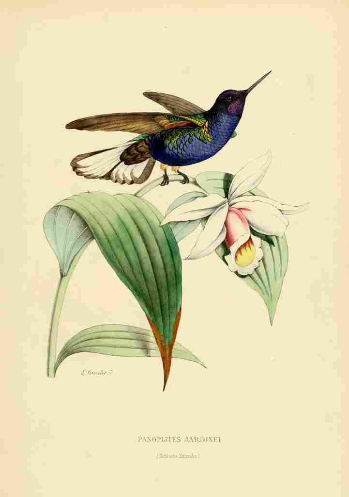 Bevalet L Oiseau Mouches 1874 Panoplites Jardinei A4 Photo Print