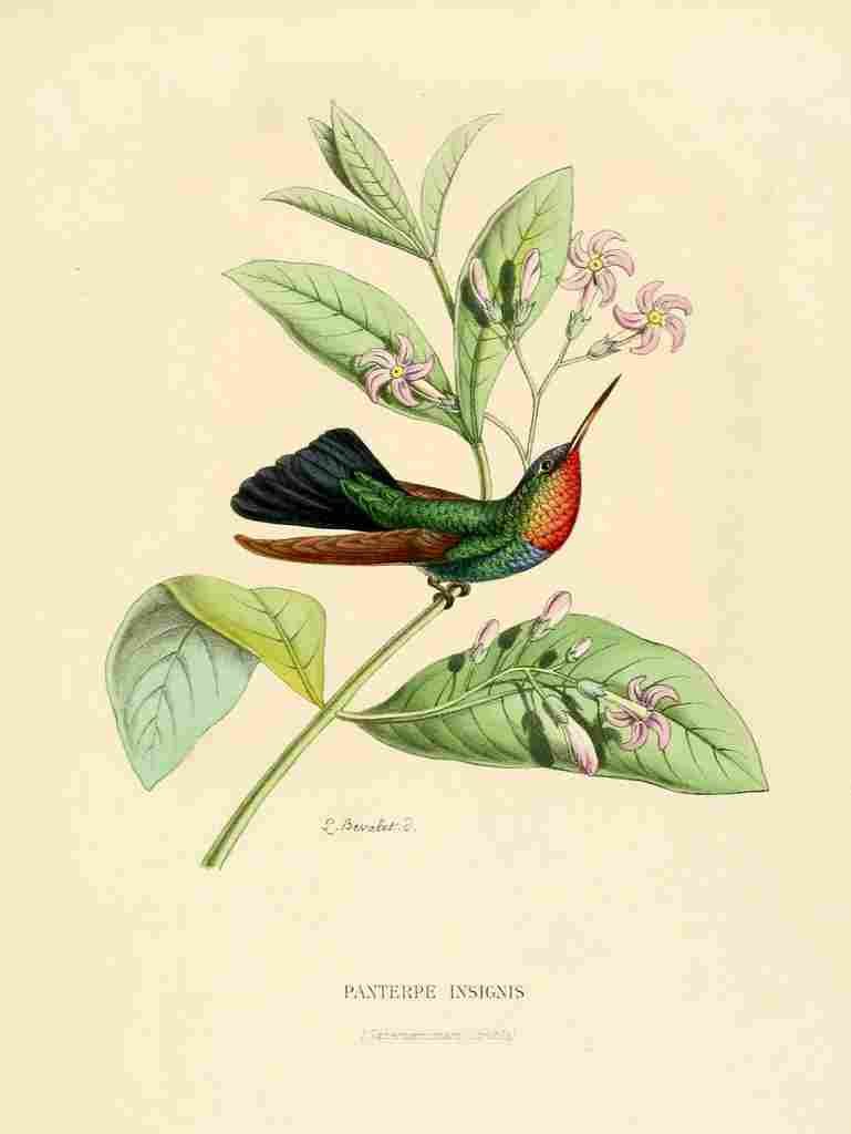 Bevalet L Oiseau Mouches 1874 Panterpe Insignis A4 Photo Print