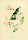 Bevalet L Oiseau Mouches 1874 Petasophora Cyanotis A4 Photo Print