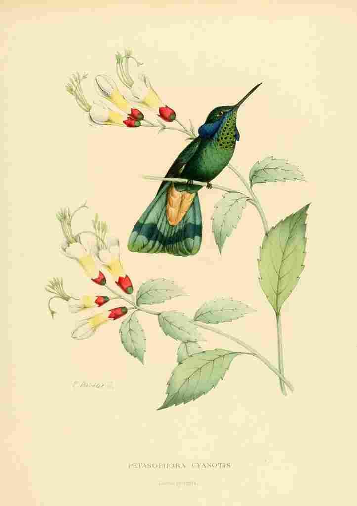 Bevalet L Oiseau Mouches 1874 Petasophora Cyanotis A4 Photo Print