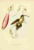 Bevalet L Oiseau Mouches 1874 Phaetomis Enrynome A4 Photo Print