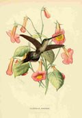Bevalet L Oiseau Mouches 1874 Phaetornis Bourcieri A4 Photo Print