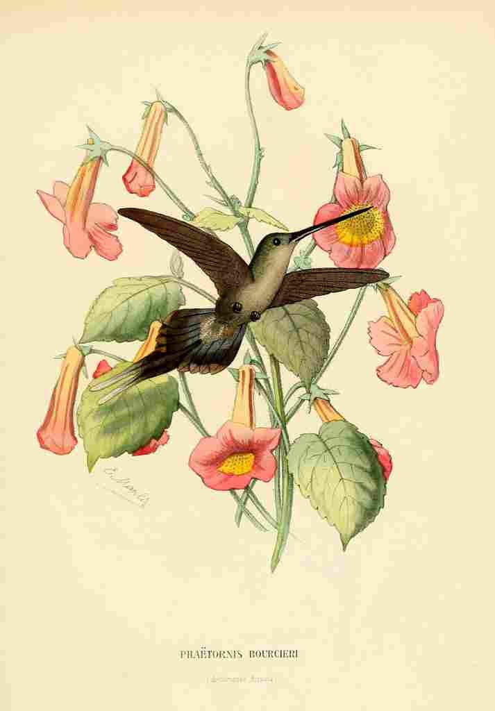 Bevalet L Oiseau Mouches 1874 Phaetornis Bourcieri A4 Photo Print