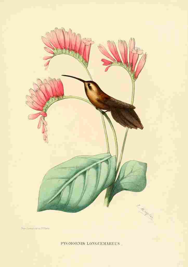 Bevalet L Oiseau Mouches 1874 Pygmornis Longuemareus A4 Photo Print