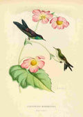 Bevalet L Oiseau Mouches 1874 Ramphomicron Microrhynchus A4 Photo Print