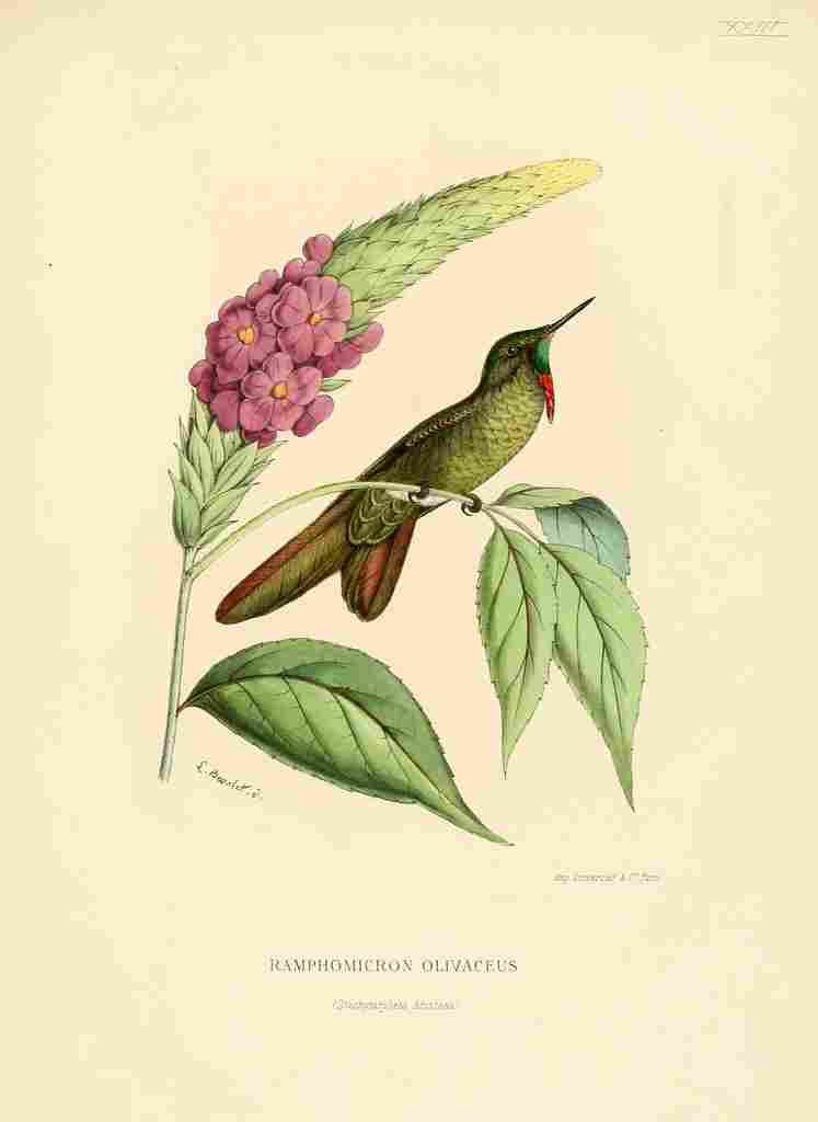 Bevalet L Oiseau Mouches 1874 Ramphomicron Olivaceus A4 Photo Print