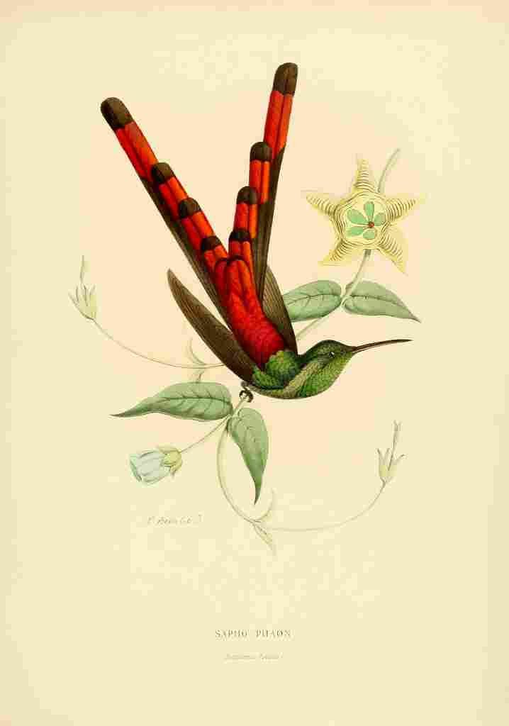 Bevalet L Oiseau Mouches 1874 Sapho Phaon A4 Photo Print