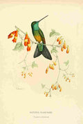 Bevalet L Oiseau Mouches 1874 Saturia Isaacsoni A4 Photo Print