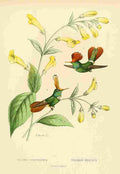 Bevalet L Oiseau Mouches 1874 Telamon A4 Photo Print