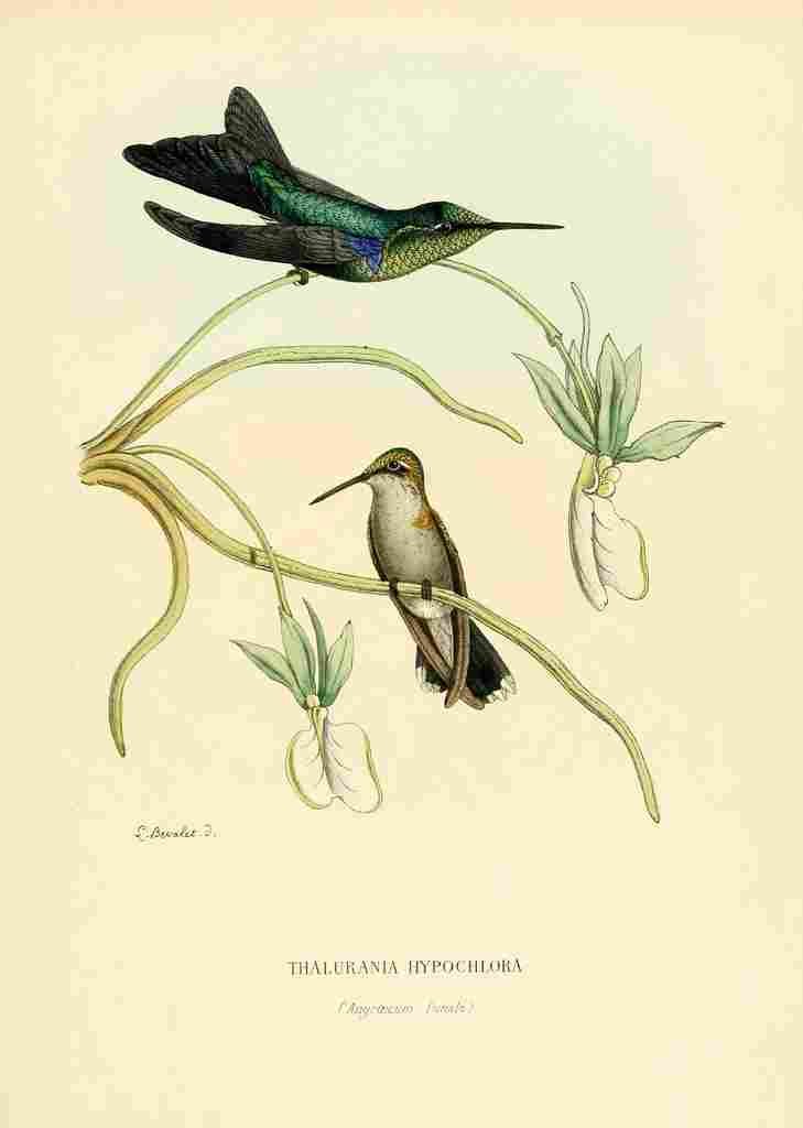 Bevalet L Oiseau Mouches 1874 Thalurania Hypochlora A4 Photo Print