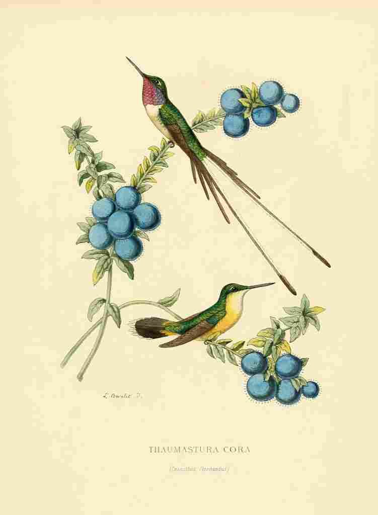 Bevalet L Oiseau Mouches 1874 Thaumastura Cora A4 Photo Print