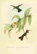 Bevalet L Oiseau Mouches 1874 Various A4 Photo Print