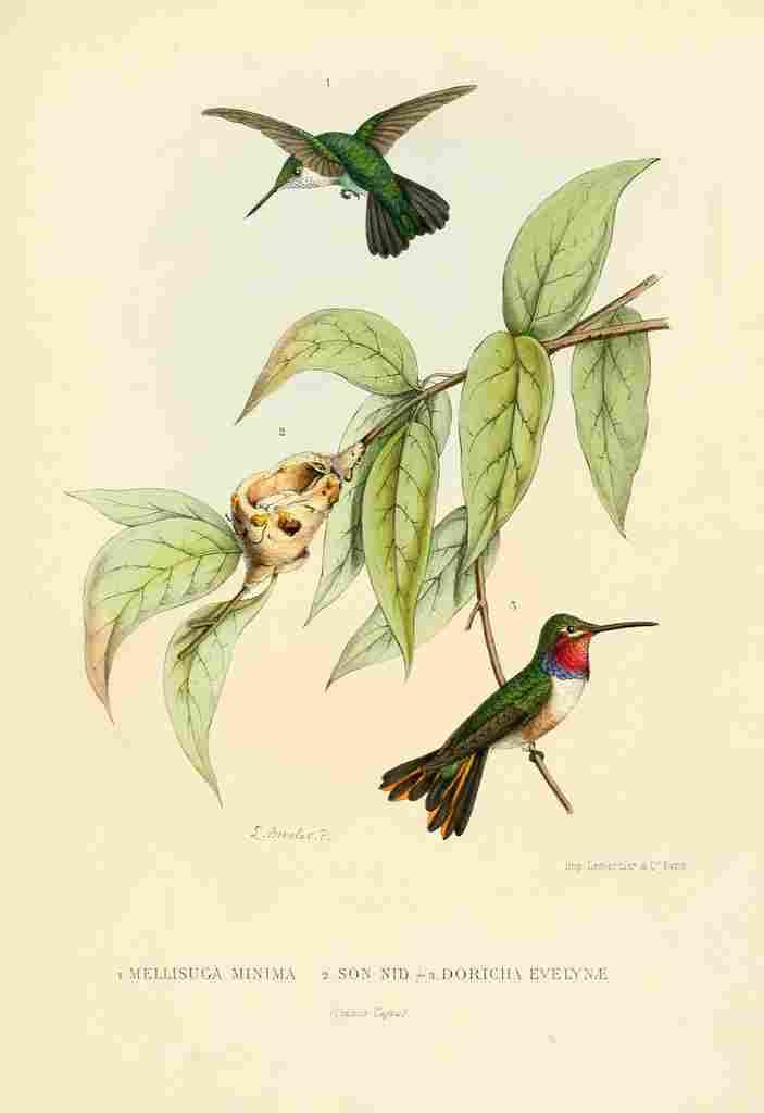 Bevalet L Oiseau Mouches 1874 Various A4 Photo Print