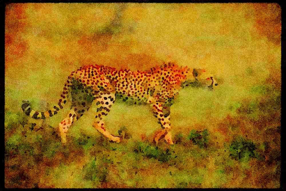 Big Cat 134000 Cheetah Moving Across African Savanna A4 Limited Edition Watercolour Print
