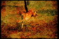 Big Cat 134001 Cheetah Running A4 Limited Edition Watercolour Print