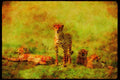 Big Cat 134004 Cheetahs Relaxing On An Open Savana A4 Limited Edition Watercolour Print