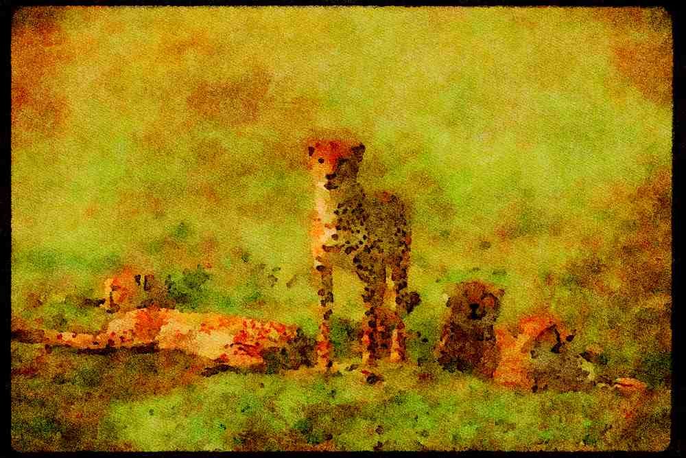 Big Cat 134004 Cheetahs Relaxing On An Open Savana A4 Limited Edition Watercolour Print
