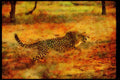 Big Cat 134005 Cheetah Attacking A4 Limited Edition Watercolour Print
