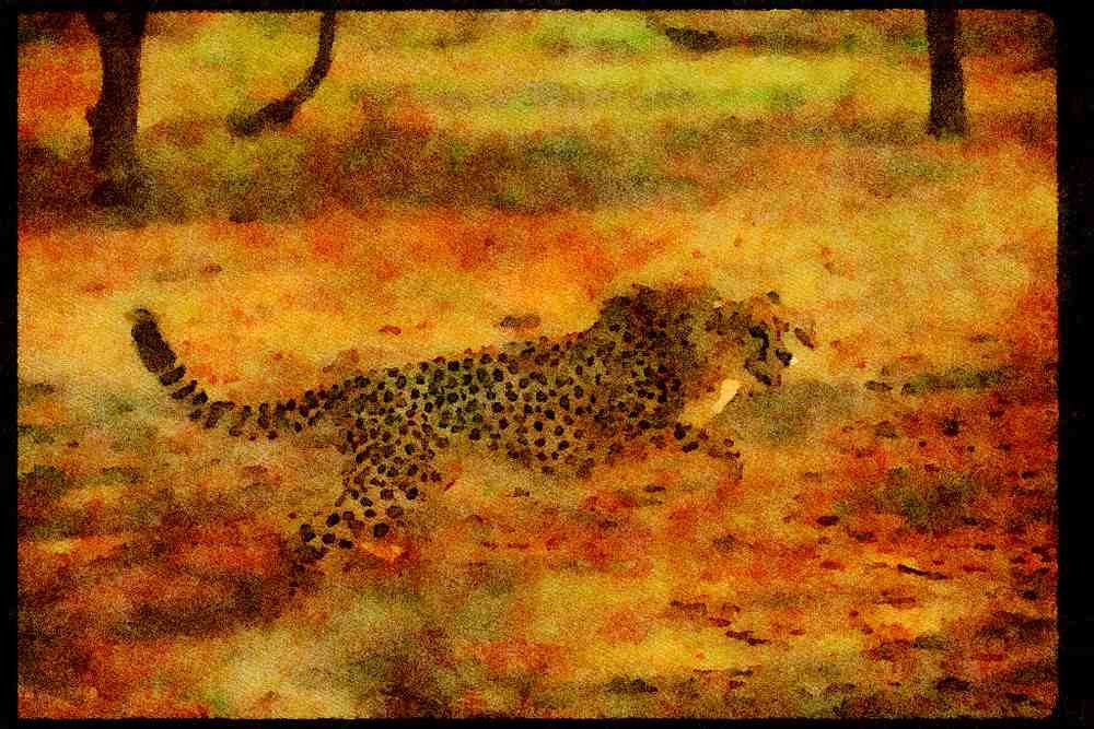 Big Cat 134005 Cheetah Attacking A4 Limited Edition Watercolour Print