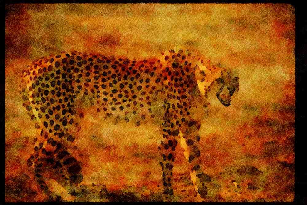 Big Cat 134006 Cheetah Snarling A4 Limited Edition Watercolour Print