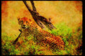 Big Cat 134007 Cheetah A4 Limited Edition Watercolour Print