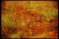 Big Cat 134008 Cheetah Running A4 Limited Edition Watercolour Print