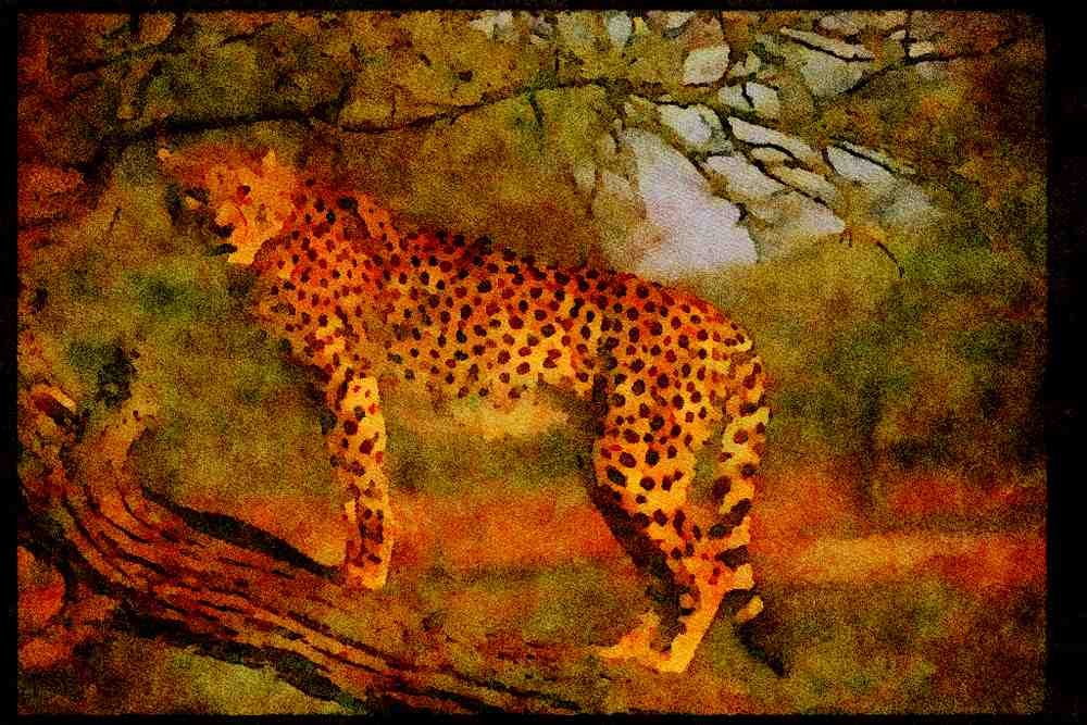 Big Cat 134011 Cheetah In A Tree A4 Limited Edition Watercolour Print