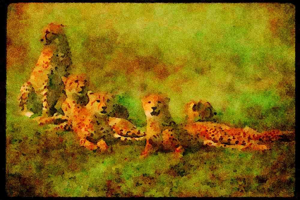 Big Cat 134012 Cheetahs Relaxing On An Open Savanna A4 Limited Edition Watercolour Print