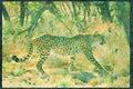 Big Cat 134013 Cheetah, Backlit A4 Limited Edition Watercolour Print