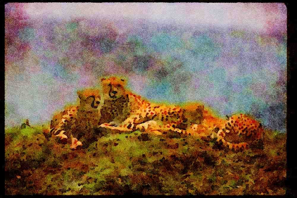 Big Cat 134014 Cheetah Trio Skylined On A Hill A4 Limited Edition Watercolour Print