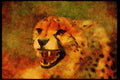 Big Cat 134015 Cheetah Headshot A4 Limited Edition Watercolour Print
