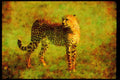 Big Cat 134016 Cheetah Standing On An Open Savanna A4 Limited Edition Watercolour Print